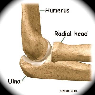 elbow_anatomy02a