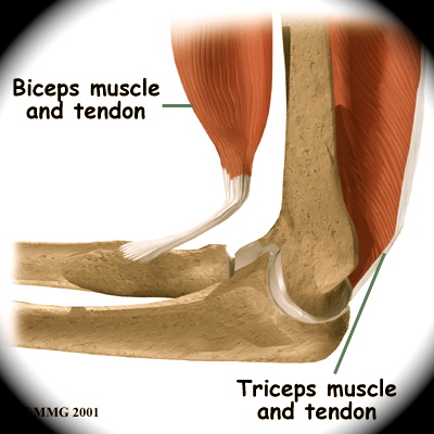 elbow_anatomy06a