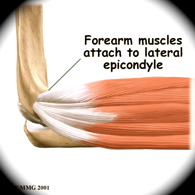 elbow_anatomy07a