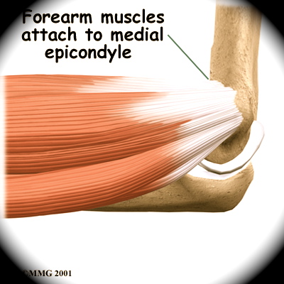 elbow_anatomy07b